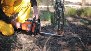 How Our Tree Care Process Works  in  Forest City, NC